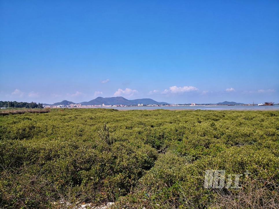 溪头镇红树林湿地公园 阳江图片网