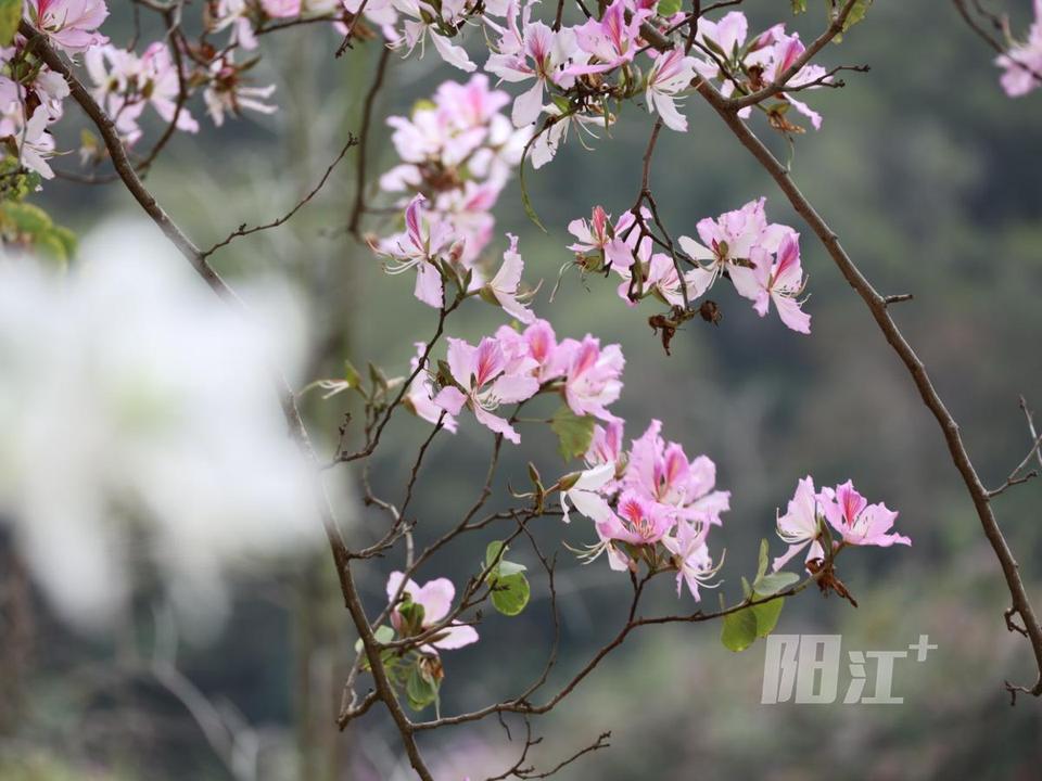 雾里看花