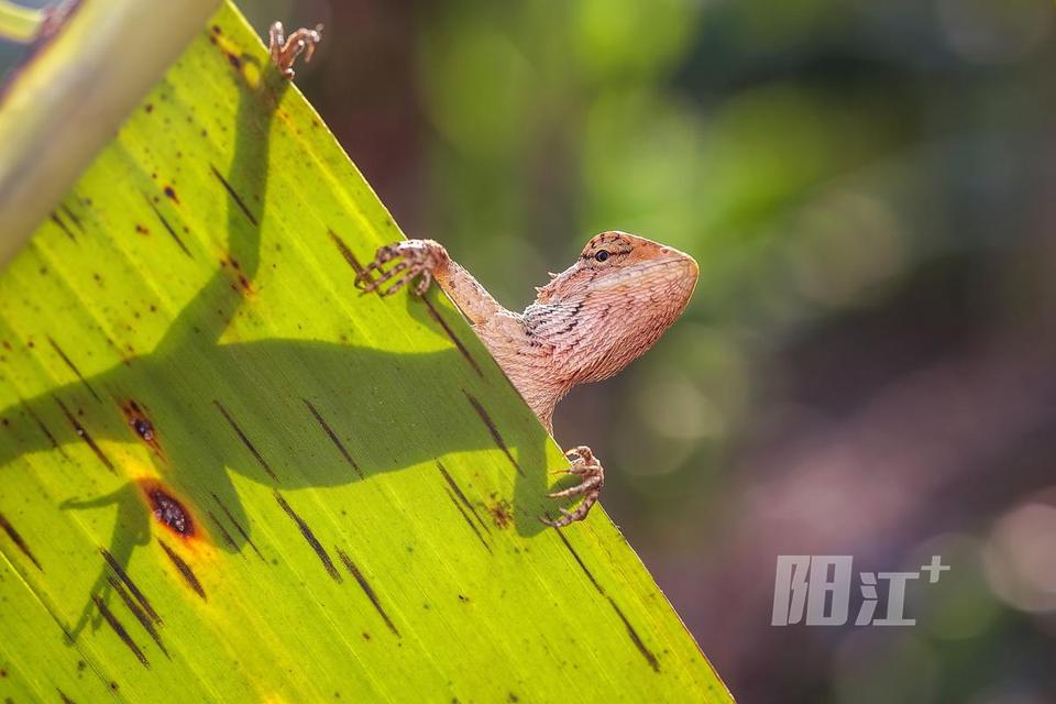 雷公蛇药用价值图片