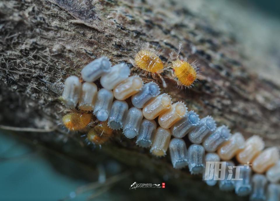 食蚜蝇卵图片图片