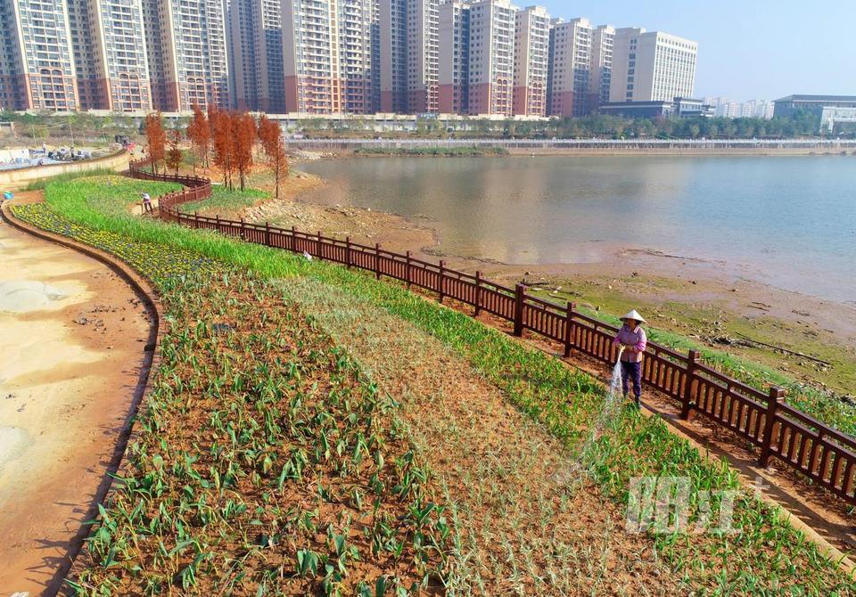 阳西县丹江经过的南湖公园雏形渐露