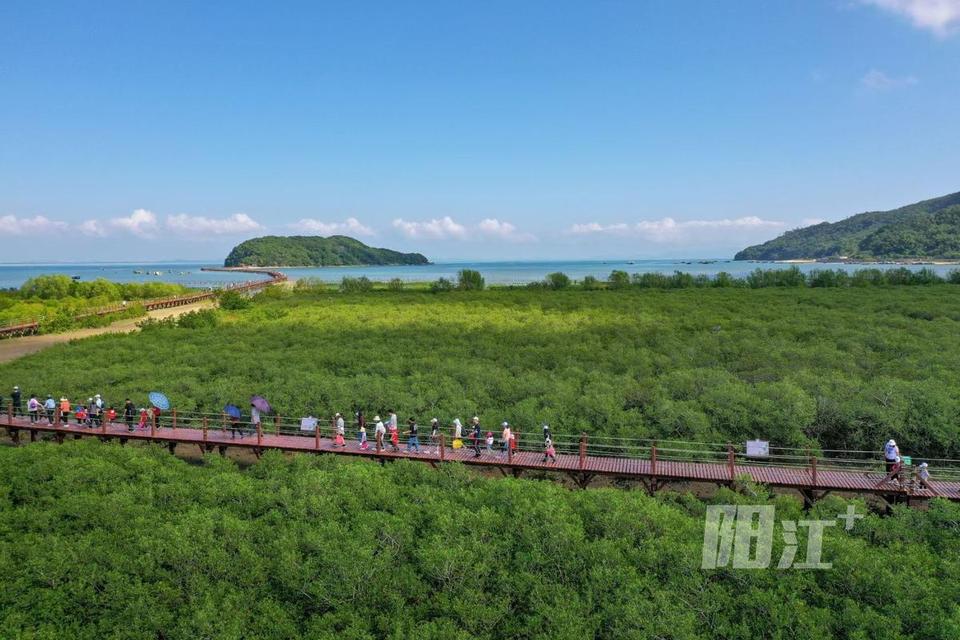 海陵岛红树林老鼠山图片