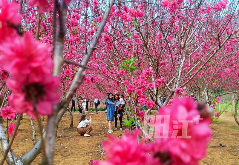 阳春春湾桃花图片