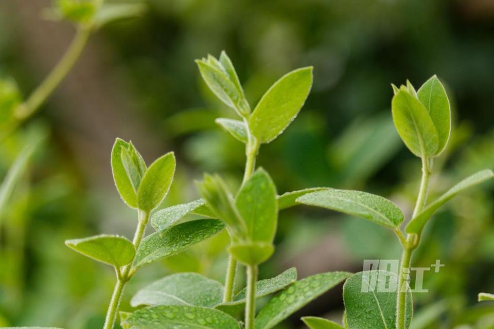 春苗出土迎朝阳