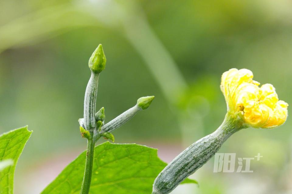 春苗出土迎朝阳